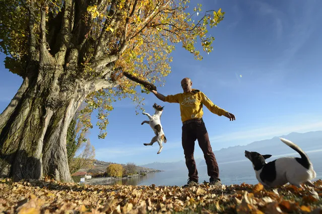 Alberto plays with his two Jack Russel dogs and enjoys the sunshine on an unusually warm day on the shore of tLake Geneva in Lutry Beach near Lausanne, southwestern Switzerland, Tuesday, November 10, 2015, as record-breaking temperatures for the month of November hit Switzerland. (Photo by Laurent Gillieron/Keystone via AP Photo)