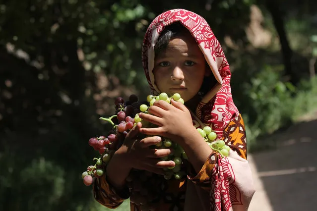 A girl collects grapes to process them into raisins in Herat, Afghanistan, 22 July 2019. Afghanistan is a large producer of grapes as the country has several provinces having the long, warm, dry summers and cool winters required for the crops best development. (Photo by Jalil Rezayee/EPA/EFE)
