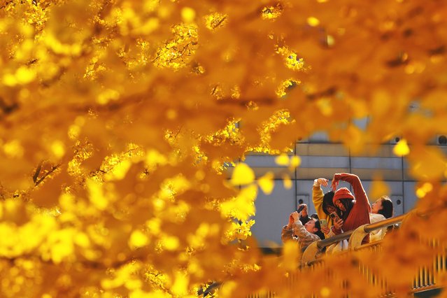 Women take smartphone photos near the autumn-colored ginkgo tree on a pedestrian overhead bridge, in Beijing, Tuesday, November 4, 2025. (Photo by Andy Wong/AP Photo)