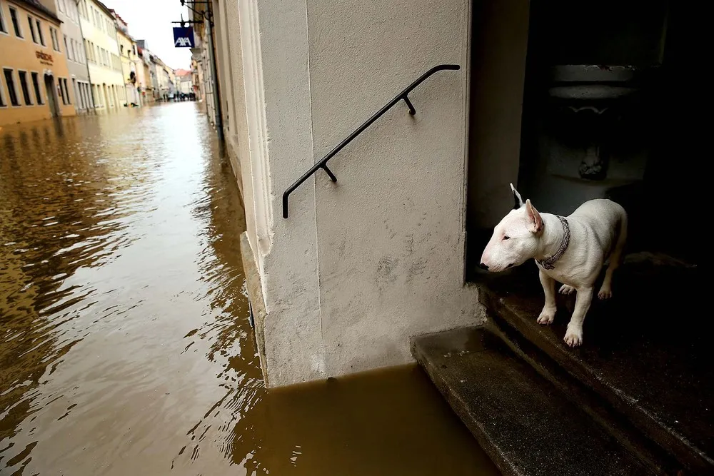 The Week in Pictures: Animals, May 31 – June 7, 2013