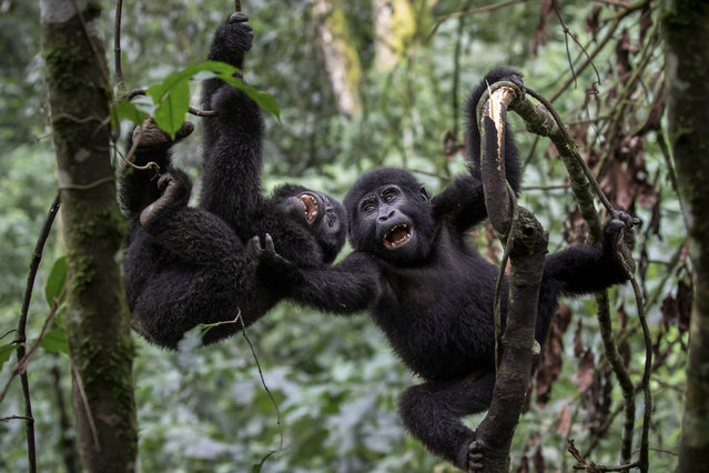 Young gorillas play in the treetops in Uganda’s Bwindi Impenetrable National Park in the last decade of November 2025, which is home to nearly half of the world’s endangered mountain gorillas. (Photo by Pedro Ifa/Caters News Agency)