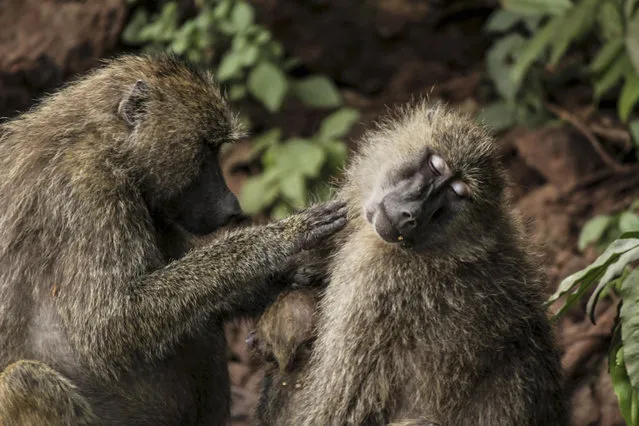 In this photo taken Friday, January 16, 2015, a baboon grooms its female mate who is feeding her infant in Lake Manyara National Park on the outskirts of Arusha, northern Tanzania.The park is home to hundreds of species, including baboons hippos, zebras and wildebeests. (Photo by Mosa'ab Elshamy/AP Photo)