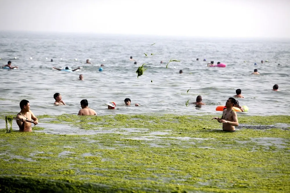 Seaweed Swamps Qingdao Coastline