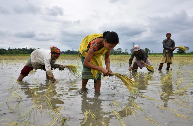 Women plant rice saplings at a paddy field in a village in Nagaon district, in Assam, India, July 3, 2018. (Photo by Anuwar Hazarika/Reuters)