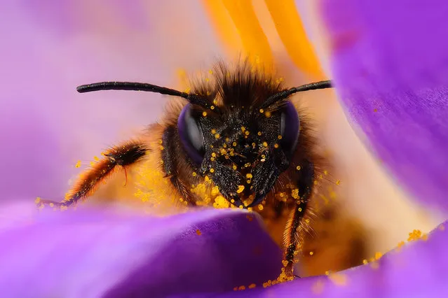 Bee. (Photo by Boris Godfroid)