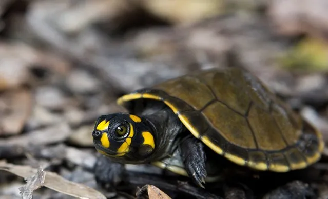 A quelonio turtle hatchling after being released near a lake of the Igapo-Acu community, by the Pe-de-Pincha project, in the Amazon municipality Careiro, February 5, 2015. (Photo by Bruno Kelly/Reuters)