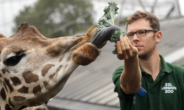 Zookeeper Nick feeds a Giraffe to measure its height during London Zoo's annual weigh in, in London, Thursday, August 23, 2018. Home to more than 19,000 animals in their care, 800 different species, zookeepers regularly record the heights and weights of all the creatures at ZSL London Zoo as a key way of monitoring the residents' overall wellbeing. (Photo by Frank Augstein/AP Photo)