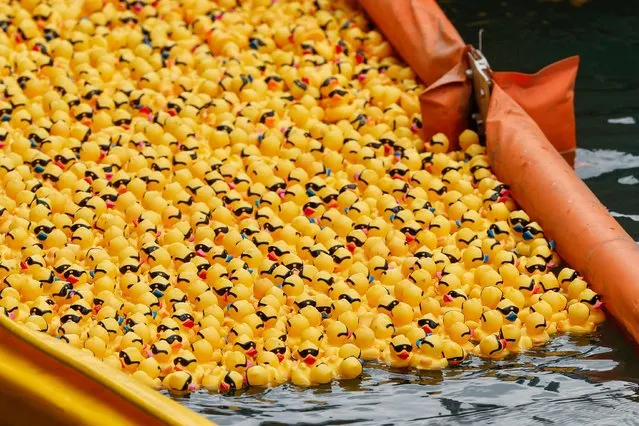 Rubber ducks float down the Chicago River during the annual Ducky Derby in Chicago, Illinois, on August 10, 2023. The Chicago Duck Derby is a charity event where members of the public can pay to 'adopt' a duck to help athletes at Special Olympics Illinois. (Photo by Kamil Krzaczynski/AFP Photo)