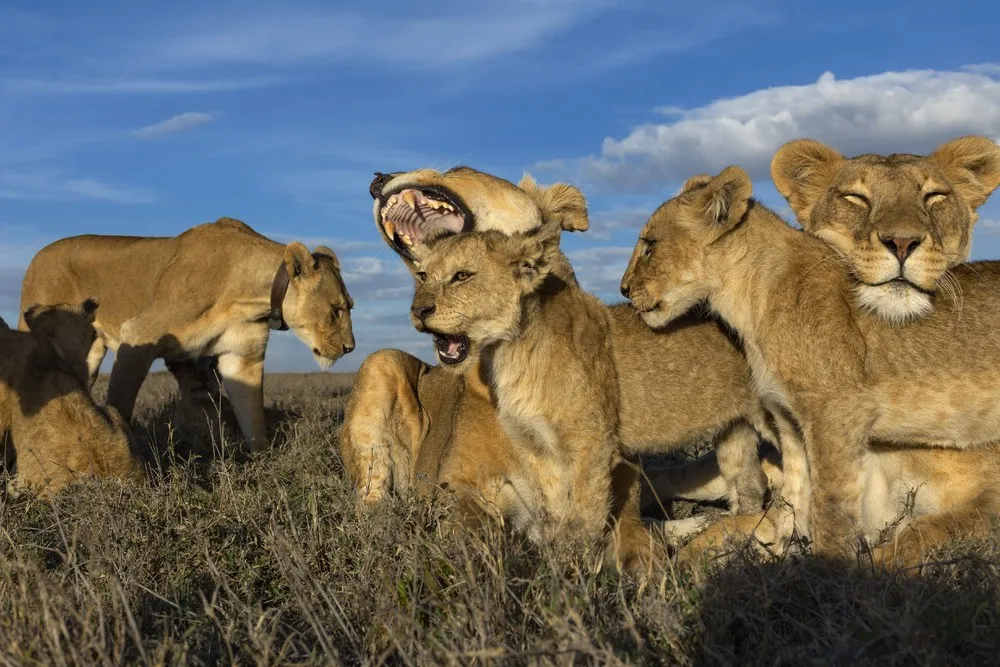 “Air, Land & Sea”: New National Geographic Project