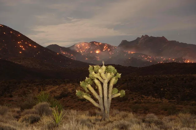 The York Fire burns in the Mojave National Preserve on July 30, 2023. The York Fire has burned over 70,000 acres, including Joshua trees and yucca in the Mojave National Preserve, and has crossed the state line from California into Nevada. (Photo by David Swanson/AFP Photo)