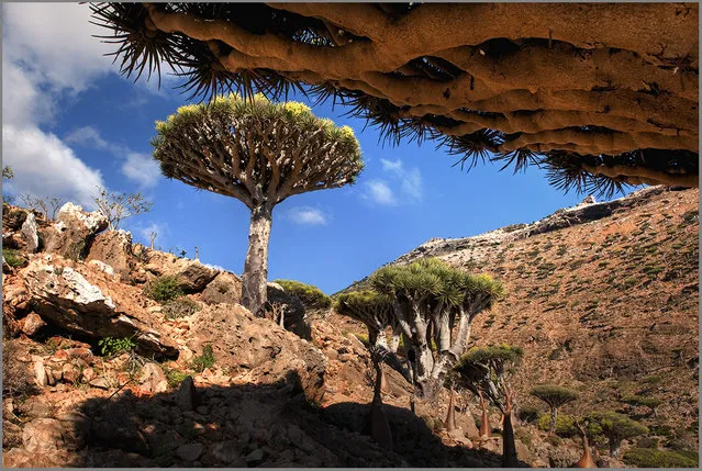 The Wonder Land of Socotra, Yemen