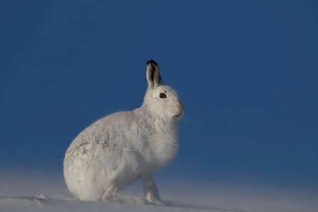 A mountain hare sits on a snow covered mountain in the Cairngorm national park, Scotland. (Photo by Paul Carpenter/Alamy Stock Photo)