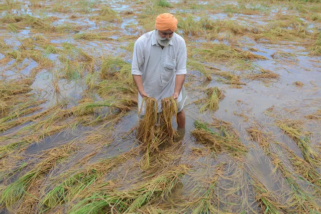 An Indian farmer looks at damaged rice crops after heavy rains, on the outskirts of Amritsar on September 24, 2018. (Photo by Narinder Nanu/AFP Photo)