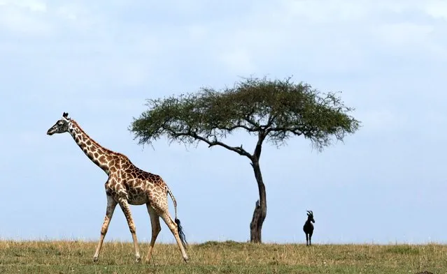 A giraffe walks in open grass as Kenya Wildlife Service (KWS) veterinarians fit them with solar-powered Global Positioning System (GPS) tracking devices to provide the necessary fine-scale information to understand giraffe movement patterns across diverse habitats, to curb the challenge of climate change leading to human wildlife conflict, enabling policy makers to make informed decisions about conserving populations into the future, in the Maasai Mara game reserve, in Narok county, Kenya on September 19, 2023. (Photo by Thomas Mukoya/Reuters)