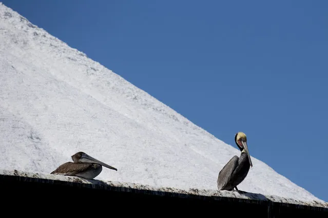 In this March 3, 2015 photo, a pair of pelicans rest on the edge of a barge filled with sea salt ready for exportation, at the Salt Export Co. (ESSA), port installations, in Guerrero Negro, Mexico's Baja California peninsula. According to ESSA, their company operates the world's largest solar salt business, producing approximately 7 million tons annually. (Photo by Dario Lopez-Mills/AP Photo)