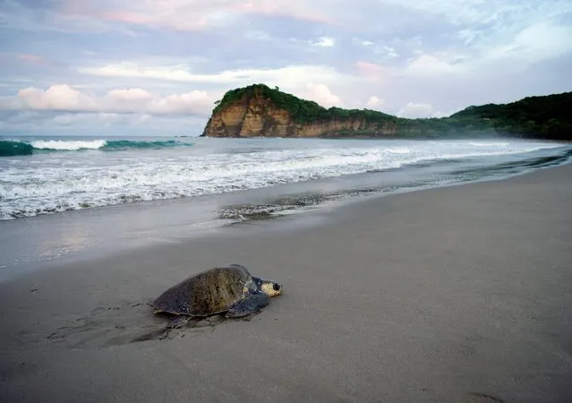 An olive ridley sea turtle arrives to La Flor Wildlife Refuge during nesting season in San Juan del Sur, Nicaragua on October 5, 2023. More than a thousand sea turtles of a species under threat of extinction arrived early Thursday morning to lay their eggs en masse on La Flor beach in San Juan del Sur, in the Pacific and south of Managua. The turtles arrive several times a year to nest in the sands of the La Flor Wildlife Refuge, about 149 kilometers from Managua, in the department of Rivas. (Photo by Oswaldo Rivas/AFP Photo)