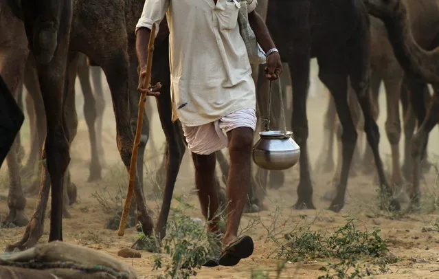 An Indian camel herder carrying his water pot arrives with his camels for the annual cattle fair in Pushkar,  Rajasthan state, India, Wednesday, November 6, 2013. (Photo by Deepak Sharma/AP Photo)