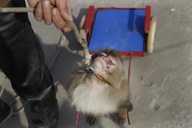 A monkey reacts as a trainer pulls on the leash during a daily training session at a monkey farm in Baowan village, Xinye county of China's central Henan province, February 3, 2016. (Photo by Jason Lee/Reuters)
