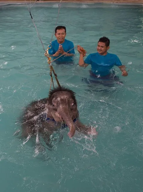 Six month- old baby elephant “Clear Sky” is kept afloat by a harness during a hydrotherapy session at a local veterinary clinic in Chonburi Province on January 5, 2017. (Photo by Roberto Schmidt/AFP Photo)