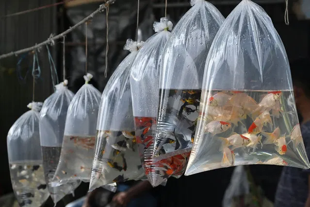 Fish for sale are kept in plastic bags filled with water at a weekly pet market in Kolkata on August 1, 2021. (Photo by Dibyangshu Sarkar/AFP Photo)