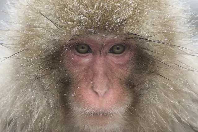 A Macaque monkey bathes in a hot spring at the Jigokudani Yaen-koen wild Macaque monkey park on February 8, 2019 in Yamanouchi, Japan. The wild Japanese macaques are known as snow monkeys, according to the park's official website. (Photo by Tomohiro Ohsumi/Getty Images)