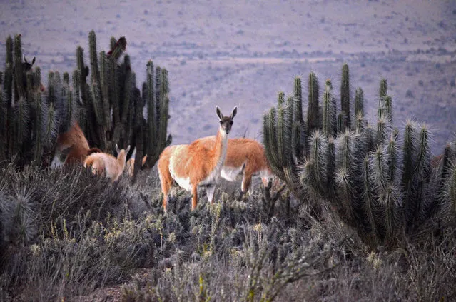 Guanacos are seen at the area where the Dominga project will be built in La Higuera, Chile, on October 5, 2021. The Dominga mining project, to be built in La Higuera, is expected to cost 2,500 million dollars and will include the extraction of iron and copper concentrates. Its closeness to the Humboldt Archipelago, which is composed of eight islands and islets with one of the richest ecosystems in the world, has caused the rejection of environmental organizations. (Photo by Alberto Pena/AFP Photo)