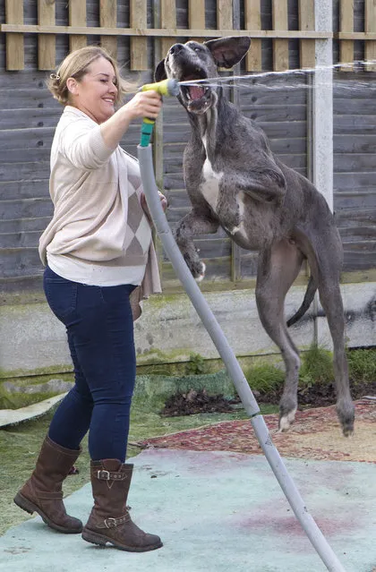 Britain's biggest dog, 18 month old great Dane, Freddy plays with its owner Claire Stoneman outside their home in Southend-on-Sea, Essex, England. (Photo by Matt Writtle/Barcroft Media)