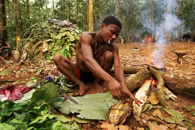 Baka pygmies in their forest home preparing food in, Sangha Forest, Central African Republic, February 2016. (Photo by Susan Schulman/Barcroft Images)