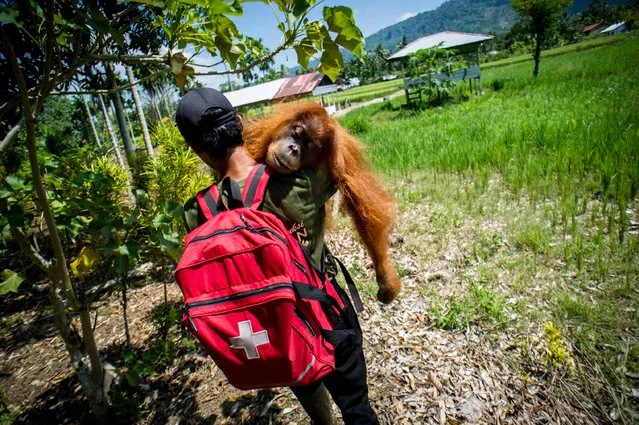 This picture taken in Kuala Batee on March 24, 2016 shows an Indonesian environmental activist from the Sumatran Orangutan Conservation Programme (SOCP) carrying a six-year-old wild orangutan from a plantation during an evacuation in Aceh province. Orangutans are currently listed as “Critically Endangered” by the IUCN (International Union for the Conservation of Nature and Natural Resources) with only about 6,000 Sumatran orangutans remaining. (Photo by Chaideer Mahyuddin/AFP Photo)