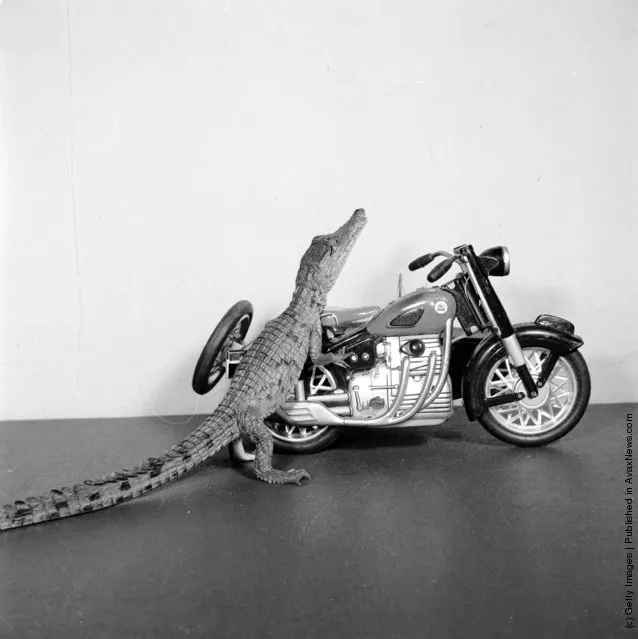 Young crocodile on a model motorcycle