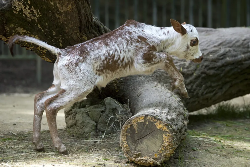 The Week in Pictures: Animals, May 8 – May 15, 2015