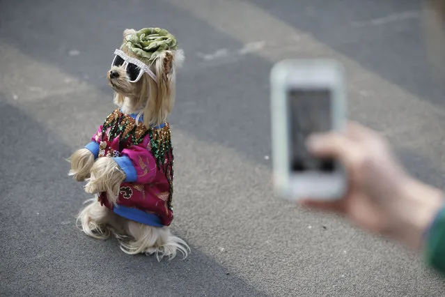 A dog wearing sunglasses is pictured in the street prior the Gucci show during the Women' s Fall/ Winter 2017/2018 fashion week, on February 22, 2017 in Milan. (Photo by Marco Bertorello/AFP Photo)