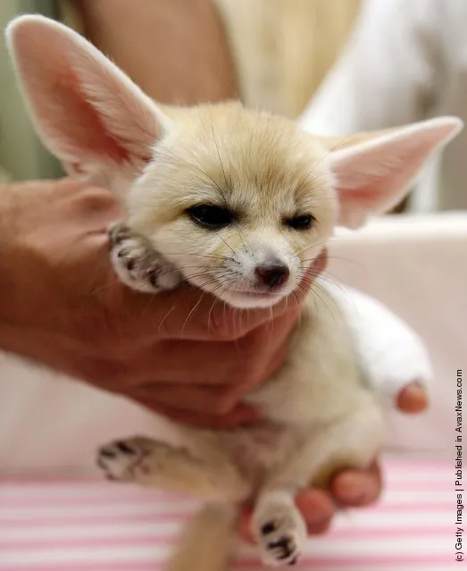 Baby Fennec Fox