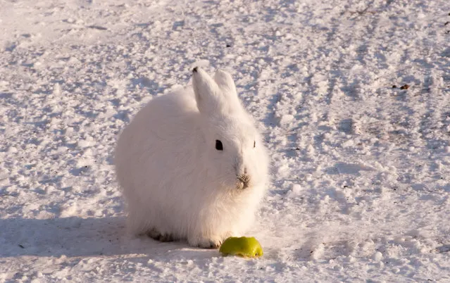 Arctic Hare