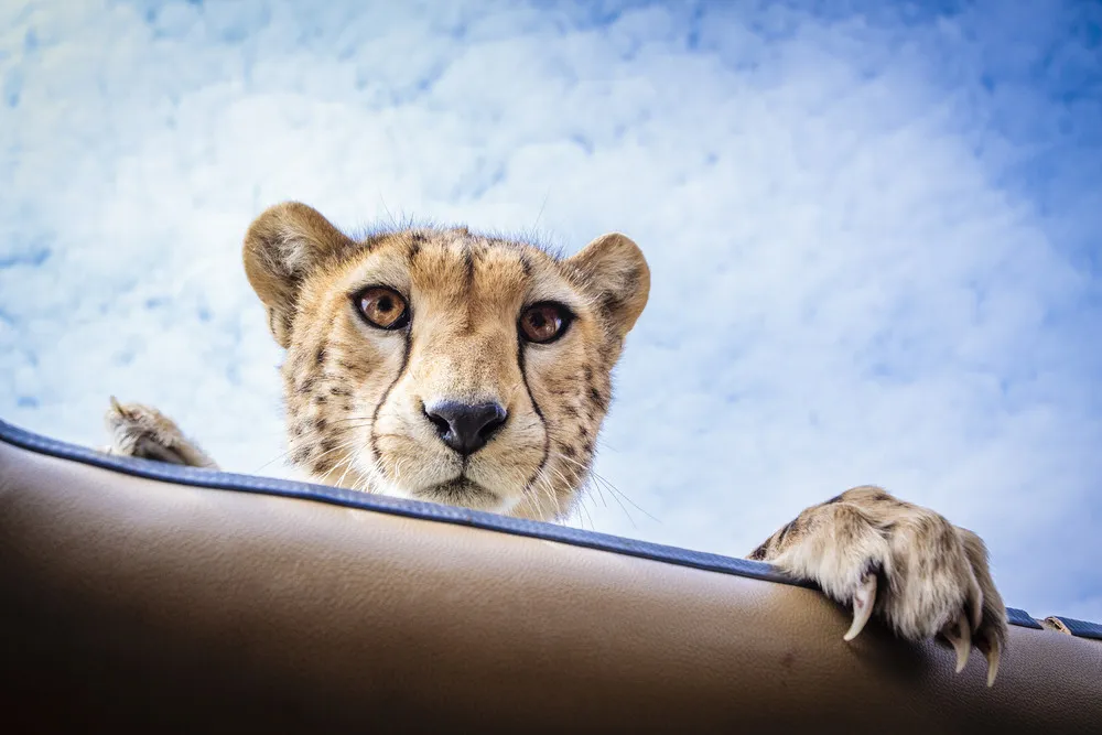 A Cheetah Encounter in the Serengeti