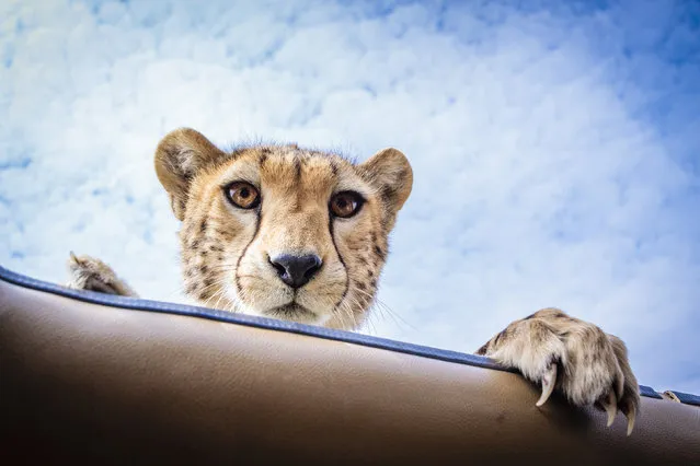 The cheetah looks straight at the photographer while peering through the roof of the safari vehicle. (Photo by Bobby-Jo Clow/Caters News)