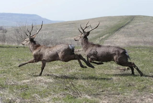 Sika deer run after being released from a nature reserve on Strizhament mountain, south of Stavropol, April 7, 2016. (Photo by Eduard Korniyenko/Reuters)