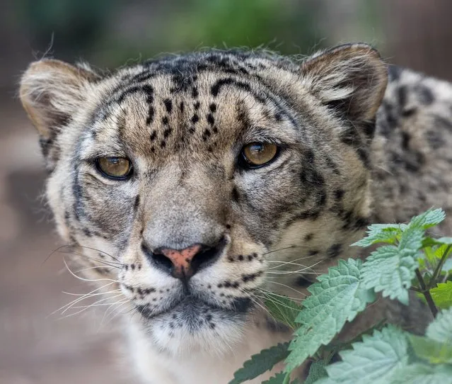 A snow leopard at zookeeper Renato Rafael's Felidae Wildcat Center in Sydower Fliess, Germany, 21 May 2015. Felidae, a private wildcat center, looks after the conservation and offspring of large and small cats – from snow leopards, to cheetahs and ocelots, to panthers. (Photo by Patrick Pleul/EPA)