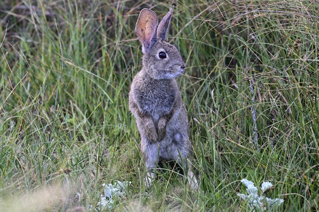 A brush rabbit checks for predators in Pacific Grove, California, US on April 18, 2024. (Photo by Rory Merry/ZUMA Press Wire/Rex Features/Shutterstock)