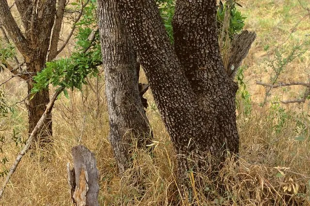 Spotted: A leopard creeping towards you – can you see him? (Photo by Caters News)