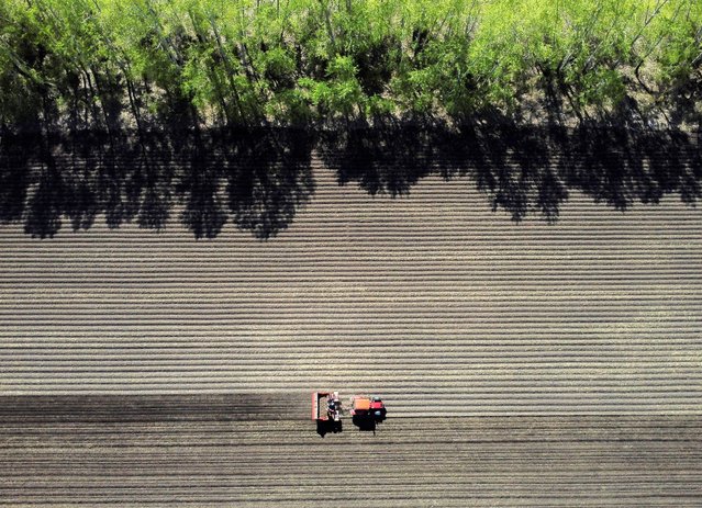 A drone view shows a tractor during potato planting in a field of the agricultural enterprise Sovkhoz Morskoi near the village of Leninskoye in the Novosibirsk region, Russia on May 17, 2024. (Photo by Vladislav Nekrasov/Reuters)