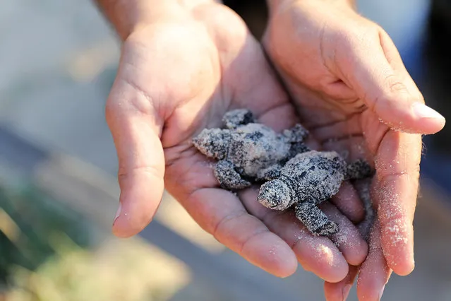 An inspector holds a hatching Loggerhead sea turtles inside a protected facility of the Israel Nature and Parks Authority at the coast of the Mediterranean Sea at Palmachim Beach near Rishon LeZion, Israel, 12 August 2019. The Nature and Parks Authority operates dozens of protected egg nests along the Mediterranean coast in Israel to ensure the safe arrival of newborn small turtles into the sea. (Photo by Abir Sultan/EPA/EFE)