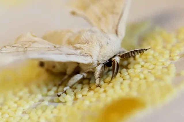 A silkmoth is seen at the CRA research unit in Padua, Italy, June 4, 2015. (Photo by Alessandro Bianchi/Reuters)