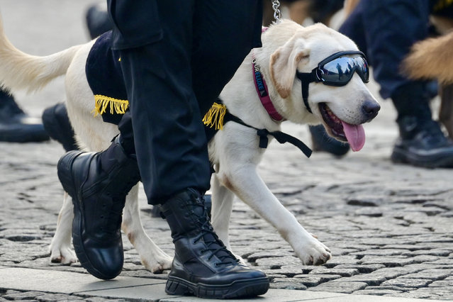 A police working dog takes part in a parade commemorating the 79th Indonesian Police Day in Jakarta on July 1, 2024. (Photo by BBay Ismoyo/AFP Photo)