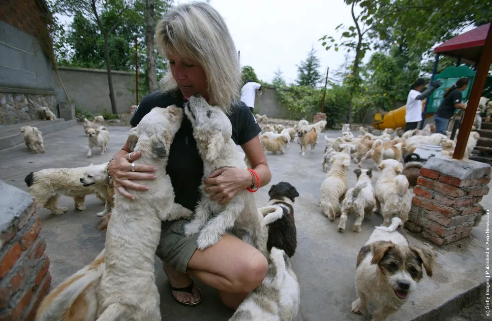 Homeless Animals Rescue Center In Nanjing