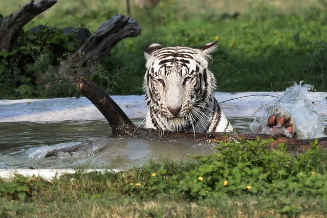An Indian white tiger cools off in a pond in its enclosure at Chhat Bir Zoo on the outskirts of Chandigarh on May 22, 2016. Temperatures have soared to a scorching 51 degrees Celsius in one Indian city, meteorologists said, with the ferocious heat setting a new national record. Northern Phalodi wilted as the mercury reached a new high on May 20, equivalent to 123.8 Fahrenheit, beating a 60-year-old record. (Photo by Shammi Mehra/AFP Photo)