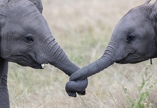 Elephant calves link trunks in the Masai Mara nature reserve in Kenya in February 2023. The wildlife photographer, Norman Watson, said: “The pair, although from the same herd, were from two different mothers, so this could be a true romance”. (Photo by Norman Watson/Solent News)