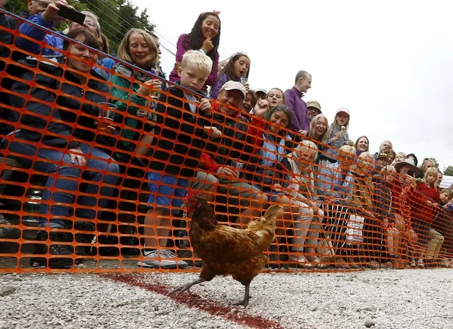 The crowd react as a hen crosses the finishing line to win its heat during the World Championship Hen Racing Championships in Bonsall, Britain, August 1, 2015. (Photo by Darren Staples/Reuters)