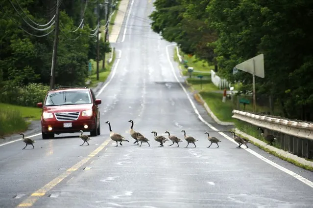 Multiple large families of Canada geese boldly cross Route 41 in Richmond, Mass., Wednesday, June 8, 2016. (Photo by Stephanie Zollshan/The Berkshire Eagle via AP Photo)