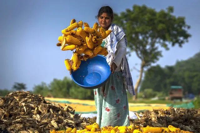 A farmer puts maize to dry in a paddy field on the outskirts of Gauhati, India, Monday, May 23, 2022. (Photo by Anupam Nath/AP Photo)